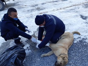 Aracın çarptığı köpeğe anında müdahale