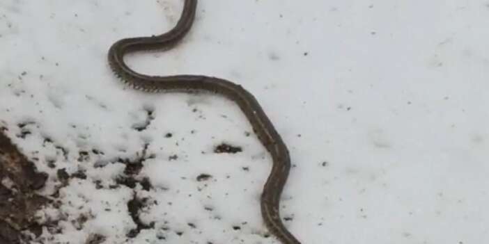 Su arızası giderilirken 1 metrelik yılan çıktı