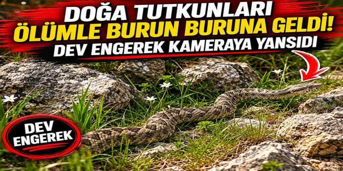 Hakkari’de zehirli yılan alarmı