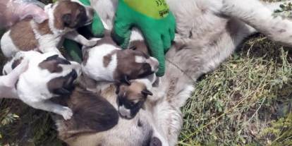 Sokak Köpeklerine Ücretsiz Kimliklendirme ve aşılama Protokolü