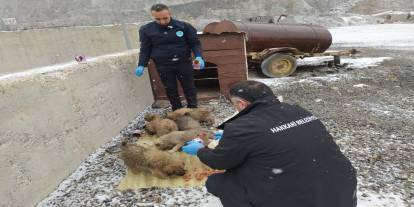 Soğuk kış günlerinde can dostlara şefkat eli