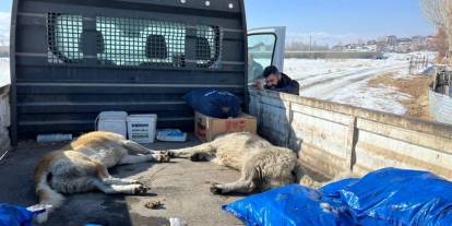 Eslem’in ölümünden sonra köpekler toplandı