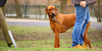 İnatçı Köpekler İçin En Etkili ve Kolay Eğitim Yöntemleri