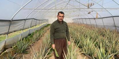 Aloe vera üreticisi pazarlama sıkıntısı yaşıyor