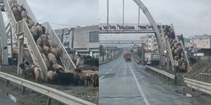 Koyun sürüsü üst geçidi kullandı