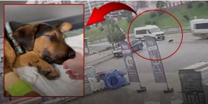 Servis Sürücüsünden Sokak Köpeğine İhmal