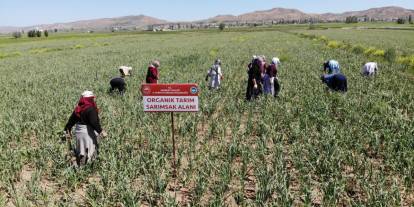 Organik Aksaray Sarımsağı Dünya Pazarında Yükseliyor