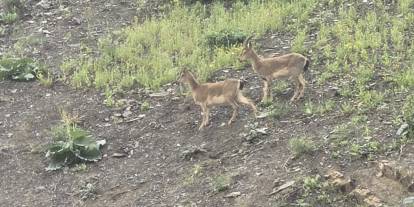 Hakkari girişinde dağ keçileri sürprizi
