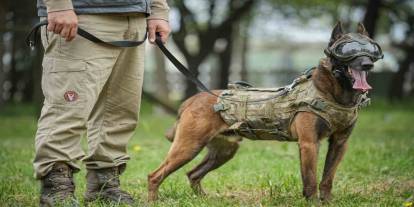 Askeri Köpekler Sahada Harikalar Yaratıyor