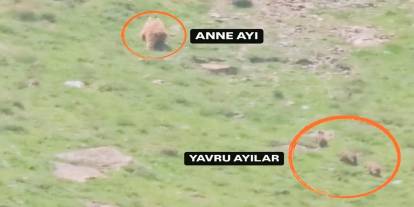 Hakkari Doğanyurt'ta ayı yavruları ile görüntülendi