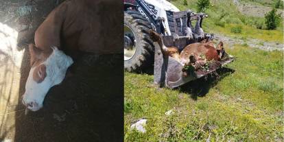 Bir annenin süt İneği için gözyaşları: "Çocuklarımı nasıl okutacağım?"