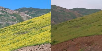 Hakkari'de güneşle açan ve batan çiçekler