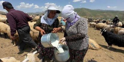 Yüksekova’da Berivanlara gölgelik desteği