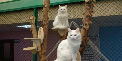 Yabancı turistler kedi villasını ziyaret etti