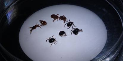 Kene İle Mücadelede Doğru Bilinen Yanlışlar