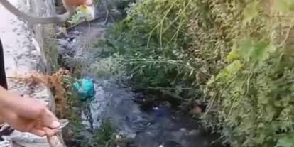 Evin tavanına yuva yapan yılanlar doğaya salındı