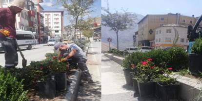 Hakkari Gül ve Şimşirlerle güzelleşiyor