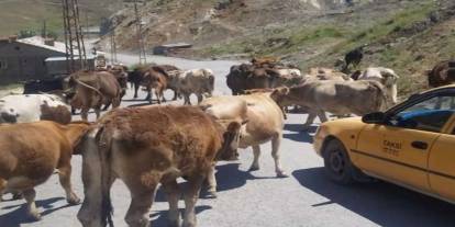 Hakkari Belediyesi’nden hayvan sahiplerine uyarı