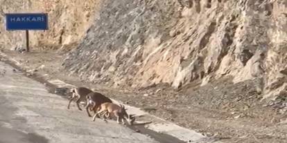 Hakkari girişinde dağ keçileri görüntülendi