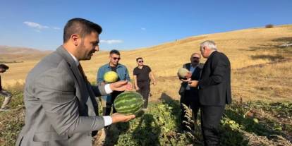 Yüksekova'da karpuz hasadı başladı
