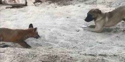 Hakkari'de Tilki ve köpek dostluğu