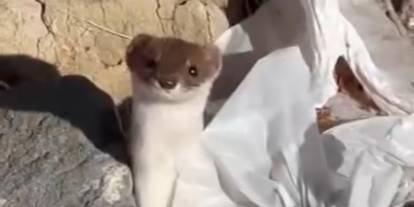 Beyaz gelincik şehir merkezinde görüntülendi