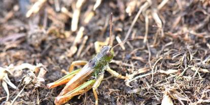 Ülkemize endemik yeni bir çekirge cinsi keşfedildi