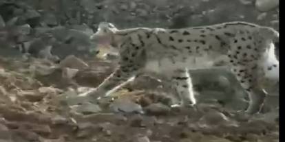 Çukurca Kazan'da Vaşak görüntülendi