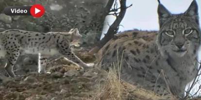 Çukurca Kazan'da Vaşak görüntülendi