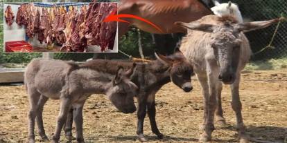 At ve eşek eti yedirilen il belli oldu