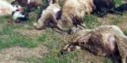 Koyun sürüsü üzerine yıldırım düştü