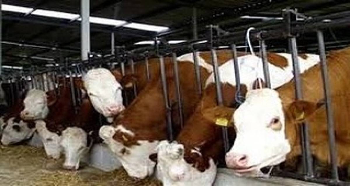 tkdk-destekleriyle-hakkaride-kirsal-kalkinmada-yeni-bir-donem-basladiilimizde-2024-ve-2025-yillarinda-desteklenmeye-uygun-bulunan-14-proje-icin-toplamda-yaklasik-38-milyon-tl-hibe-destegi-ongorulmektedir-tari-2.jpg