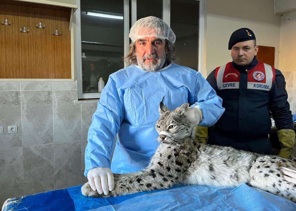 kirsalin-hizla-bosalmasi-yaban-hayvanlarini-etkiliyor