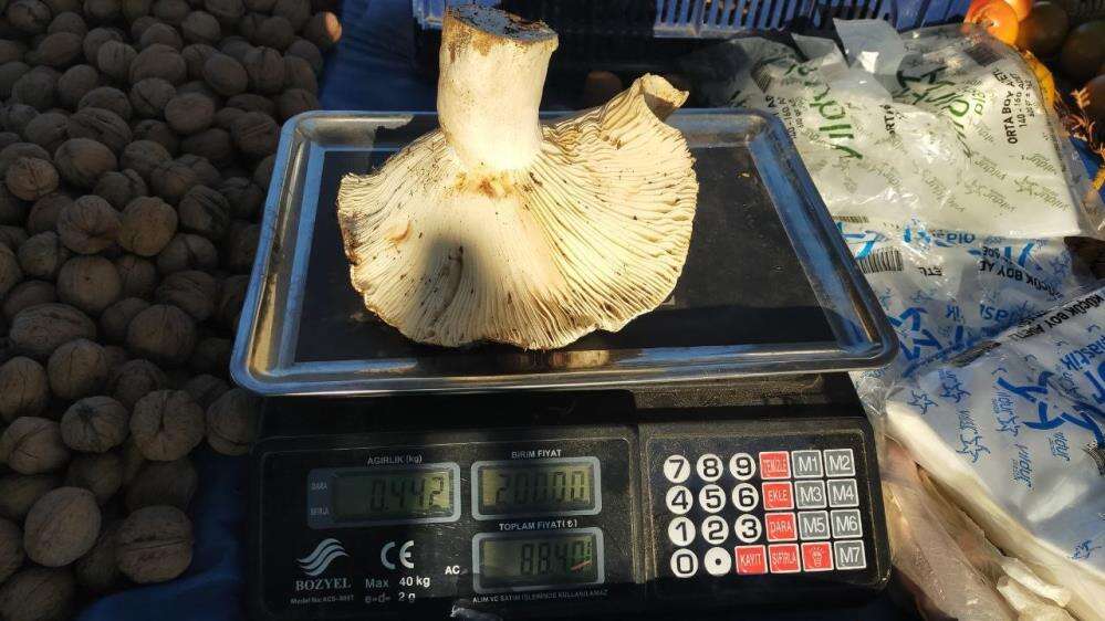 doguda-kar-aydinda-dev-mantarlar-pazarda