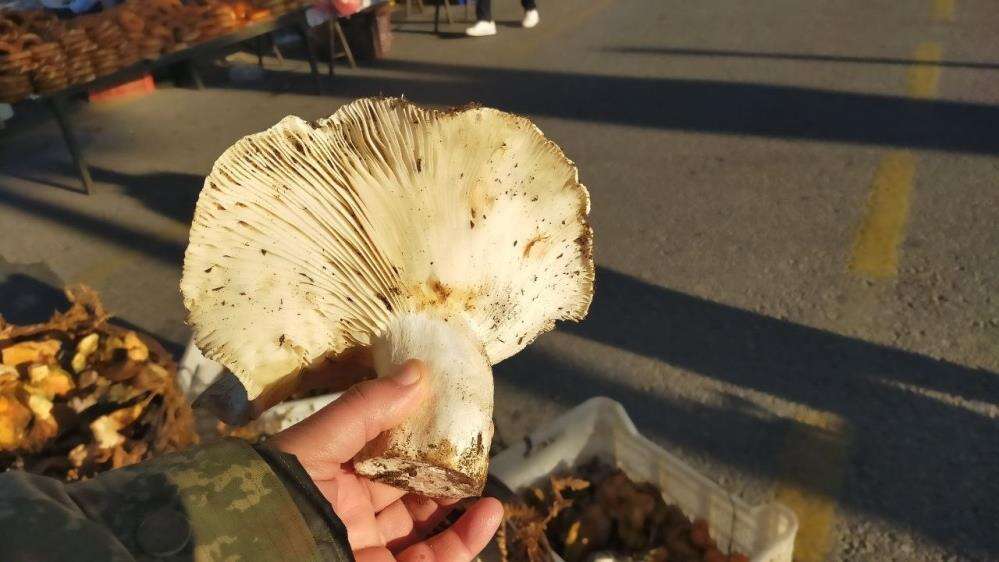 doguda-kar-aydinda-dev-mantarlar-pazarda