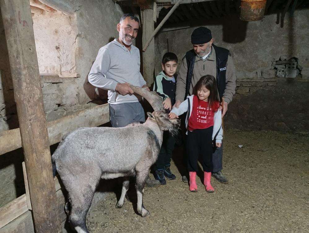 yarali-halde-bulduklari-dag-kecisine-garip-adini-verdiler