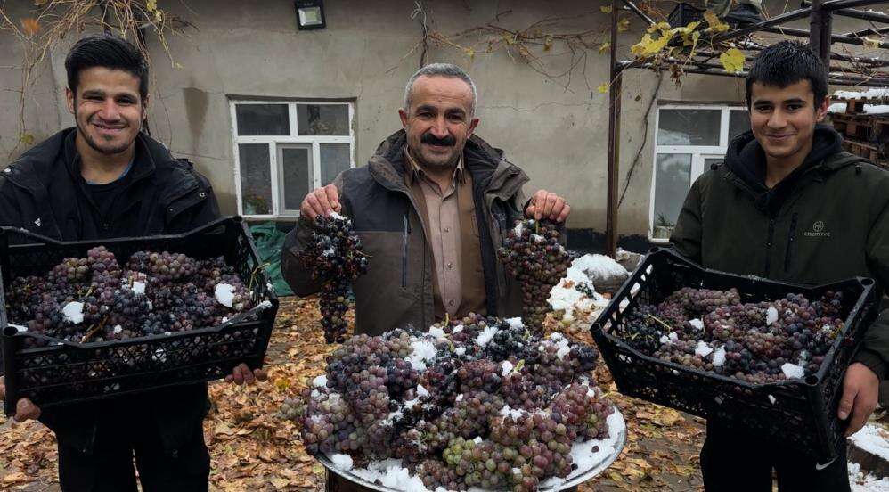 aktutunde-kislik-uzum-dalindan-koparildi