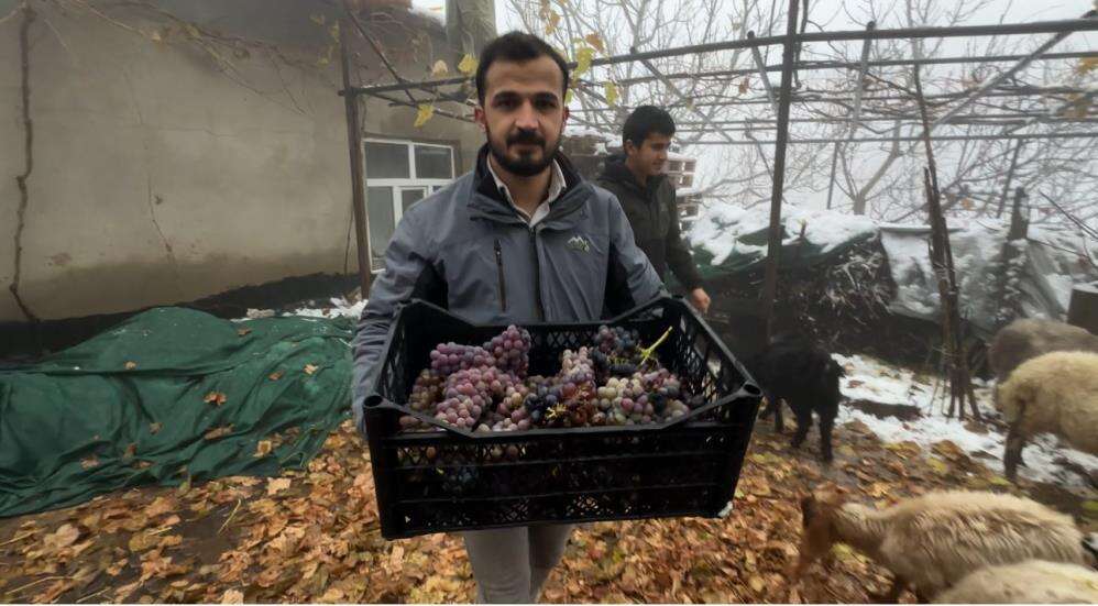 aktutunde-kislik-uzum-dalindan-koparildi