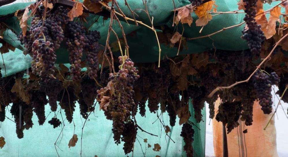 aktutunde-kislik-uzum-dalindan-koparildi