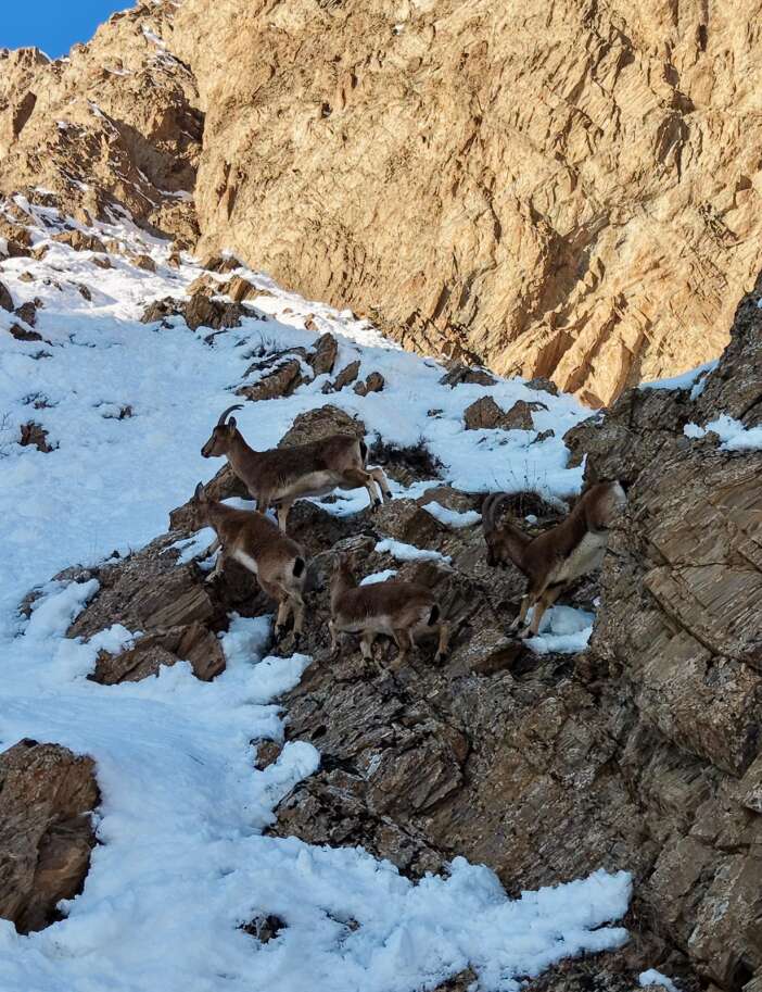 whatsapp-image-2026-02-01-at-18-57-01