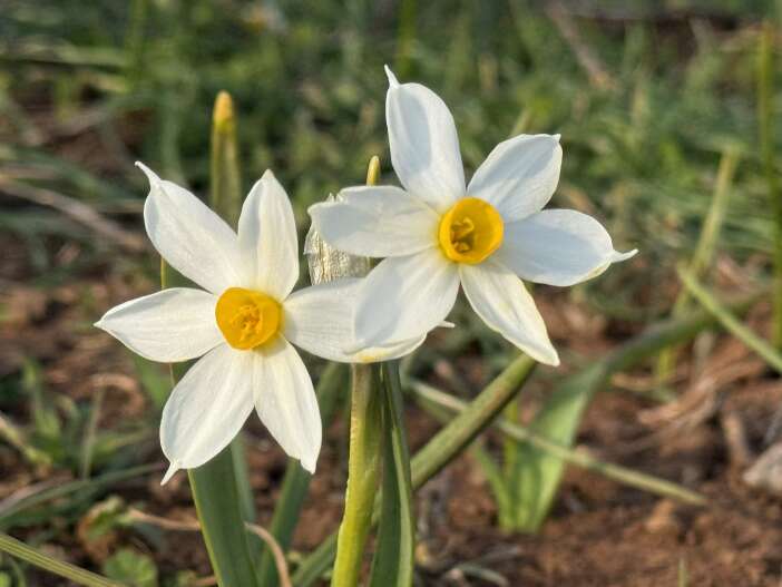 derecik-baharini-yasiyor-2