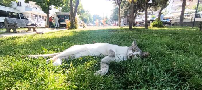 whatsapp-image-2026-07-10-at-17-49-54